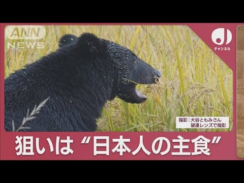 クマに「米袋」狙われた町…異常事態？日本人の主食までもが被害に“1つの水田”に5頭(2023年11月13日)