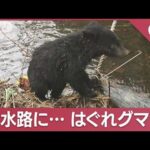 はぐれた？単体行動？よちよち子グマの生態　専門家指摘“意外な危険性”(2023年11月13日)