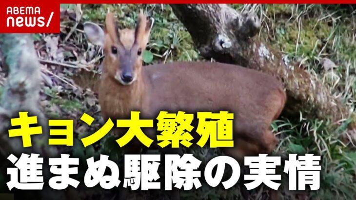 【キョン大繁殖】千葉で深刻被害も…「捕らえると泣き叫ぶ 心がやられる」猟師が吐露する駆除の実情【特定外来生物】｜ABEMA的ニュースショー