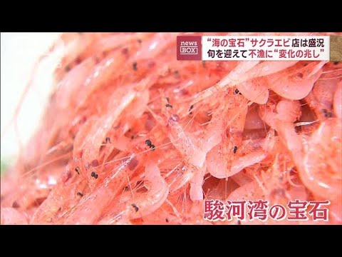 “海の宝石”サクラエビ　旬迎え不漁に“変化の兆し” 店は盛況(2023年11月14日)