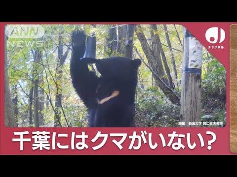 ナゾに迫る！クマがいない千葉県「昔の文献でも化石も見つかっていない」(2023年11月14日)