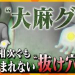 【ヨコスカ解説】体調不良や搬送相次ぐ“大麻グミ”、イベントで無料配布も…身体への影響と規制できないワケ