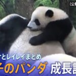 【パンダ】上野動物園の双子パンダ シャオシャオとレイレイ成長記録／笹を食べ木に登る、可愛過ぎる“子育て”の様子／一般公開 開始時の倍率は約350倍！？【まとめ】