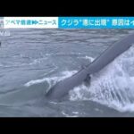 巨大クジラ“港に出現”豪快な潮吹き　原因はイワシ？(2023年11月17日)