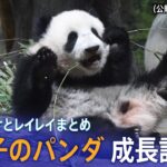 【パンダ】上野動物園の双子パンダ シャオシャオとレイレイ成長記録／笹を食べ木に登る、可愛過ぎる“子育て”の様子／一般公開 開始時の倍率は約350倍！？【まとめ】