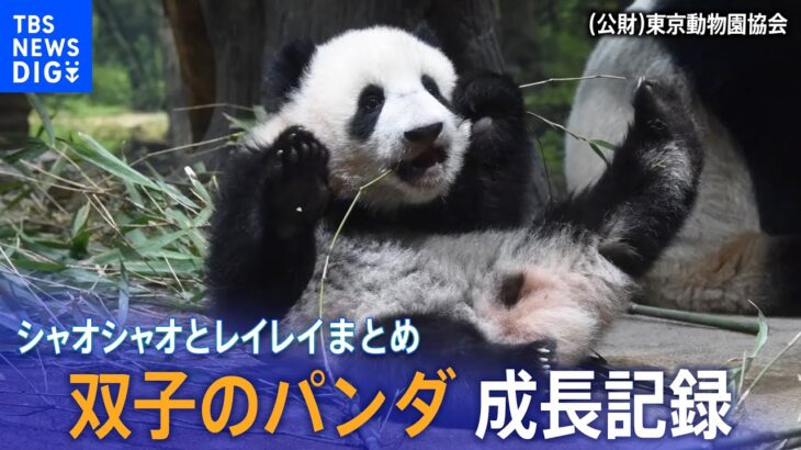 【パンダ】上野動物園の双子パンダ シャオシャオとレイレイ成長記録／笹を食べ木に登る、可愛過ぎる“子育て”の様子／一般公開 開始時の倍率は約350倍！？【まとめ】