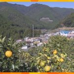 甘酸っぱい香りが広がって…特産品のユズの果汁絞りが最盛期　町全体で100トンの収穫見込む　和歌山