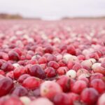 水面を埋め尽くす赤い果実　アメリカの晩秋の風物詩　クランベリー収穫｜TBS NEWS DIG