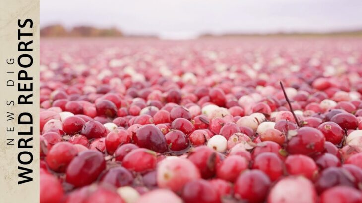 水面を埋め尽くす赤い果実　アメリカの晩秋の風物詩　クランベリー収穫｜TBS NEWS DIG