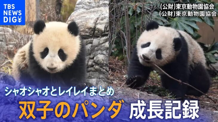 【パンダ】上野動物園の双子パンダ シャオシャオとレイレイ成長記録／笹を食べ木に登る、可愛過ぎる“子育て”の様子／一般公開 開始時の倍率は約350倍！？【まとめ】