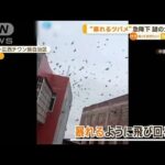 “暴れるツバメ”急降下…謎の大量死　中国【知っておきたい！】(2023年11月21日)