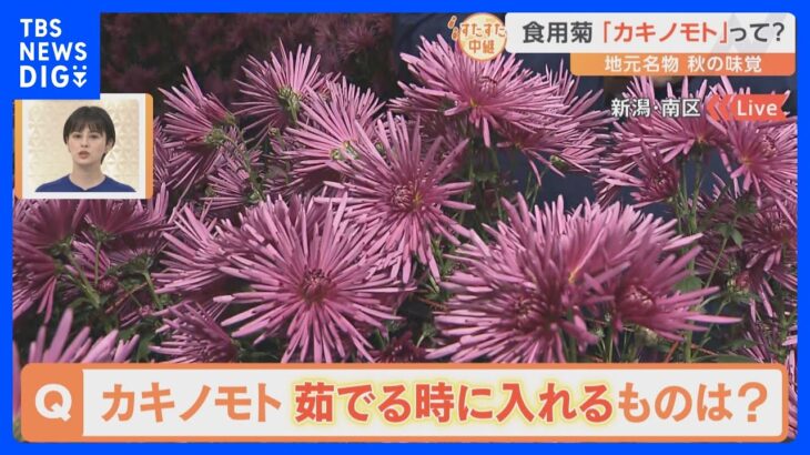 新潟の秋の味覚「カキノモト」って知っている？最盛期の農場をすたすた！｜TBS NEWS DIG