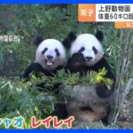 上野動物園の双子パンダ「シャオシャオ」と「レイレイ」の最新映像公開　体重は60キロ超　健康状態も良好｜TBS NEWS DIG
