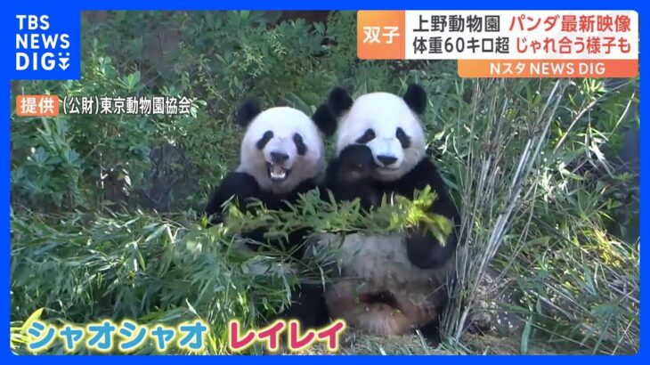 上野動物園の双子パンダ「シャオシャオ」と「レイレイ」の最新映像公開　体重は60キロ超　健康状態も良好｜TBS NEWS DIG