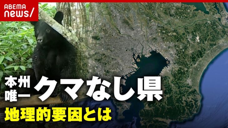 【クマなし県】「縄文時代から記録なし」本州唯一”クマがいない”地理的要因｜ABEMA的ニュースショー