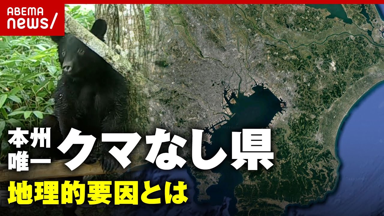 【クマなし県】「縄文時代から記録なし」本州唯一”クマがいない”地理的要因｜ABEMA的ニュースショー