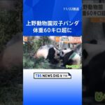 上野動物園の双子パンダ「シャオシャオ」と「レイレイ」の最新映像公開　体重は60キロ超　健康状態も良好  | TBS NEWS DIG #shorts