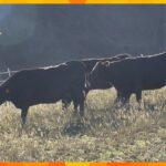 出産のために重くなった体を揺らしながら　放牧されていた母牛たちが暖かい牛舎に冬ごもり　京丹後市