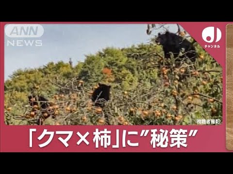 カギは「柿の木」クマ空き家“潜伏”に秘策あり　被害激減の理由を追跡(2023年11月22日)