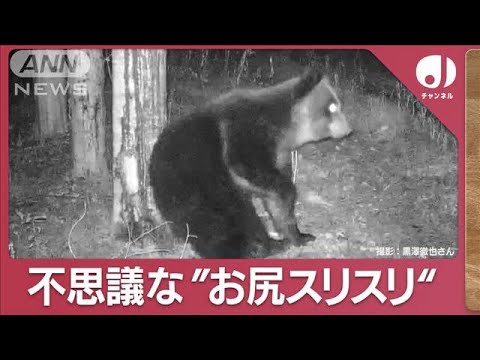 知られざるヒグマの生態“お尻スリスリ”教授は「繁殖期じゃないのに珍しい」(2023年11月23日)