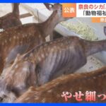 奈良公園のシカ “十分なエサを与えずシカを虐待している”と通報…奈良市が調査結果を公表「虐待に当たらず」「動物福祉的には問題」｜TBS NEWS DIG