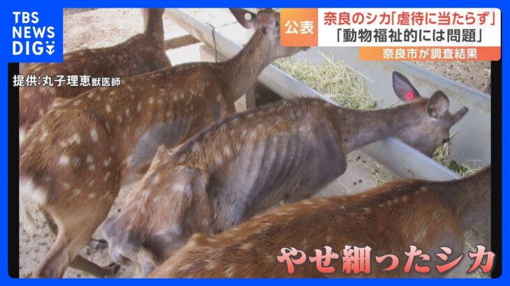 奈良公園のシカ “十分なエサを与えずシカを虐待している”と通報…奈良市が調査結果を公表「虐待に当たらず」「動物福祉的には問題」｜TBS NEWS DIG