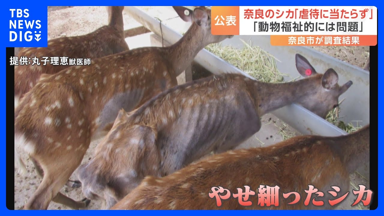 奈良公園のシカ “十分なエサを与えずシカを虐待している”と通報…奈良市が調査結果を公表「虐待に当たらず」「動物福祉的には問題」|TBS NEWS DIG