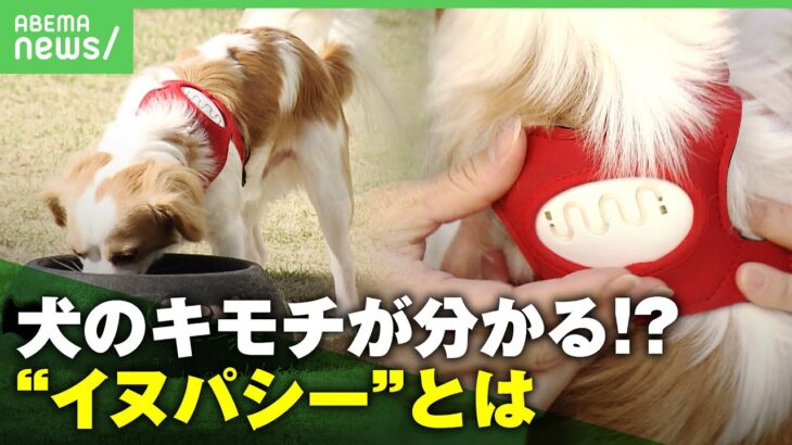 【検証】愛犬が幸せ感じる瞬間は？感情を心拍で読み解く“イヌパシー”「動物と言語に頼らないコミュニケーションを」｜アベヒル