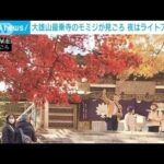 “紅葉の穴場”大雄山最乗寺で秋の訪れ　神奈川・南足柄市(2023年11月24日)