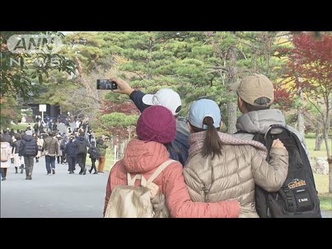 皇居・乾通り 秋の一般公開始まる　色づいた紅葉楽しむ　12月3日まで(2023年11月25日)