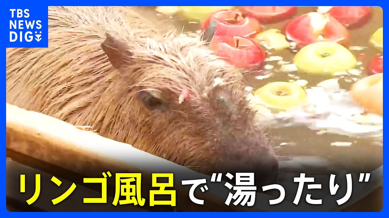 目当てはリンゴか風呂か?!「いい風呂の日」を前にカピバラがリンゴ風呂満喫 栃木・那須どうぶつ王国|TBS NEWS DIG