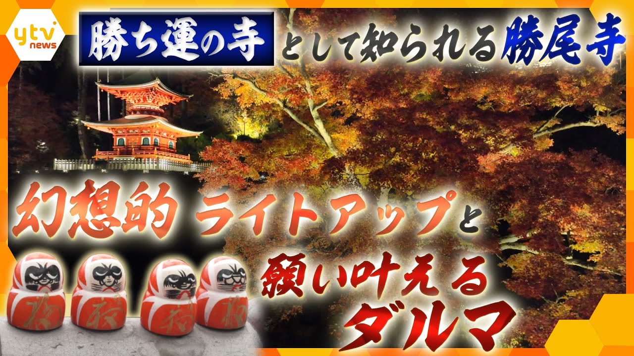 大阪・勝尾寺で今が見ごろ！境内を赤く染める“紅葉とダルマ”今しか見られないコラボレーション