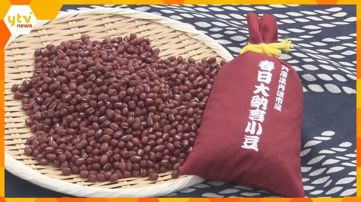 濃厚な甘み「丹波大納言小豆」収穫が最盛期　収穫量は例年より少ない見込みも上々の出来　兵庫・丹波市