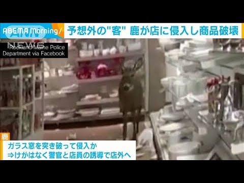 予想外の“客”が来店　鹿が店に侵入し商品破壊　米メーン州(2023年11月28日)