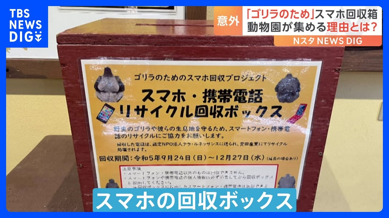 「ゴリラのため」動物園がスマホを集める理由とは|TBS NEWS DIG