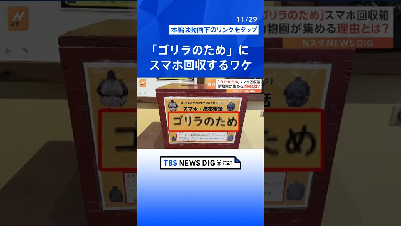 「ゴリラのため」動物園がスマホを集める理由とは｜TBS NEWS DIG#shorts