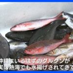 沖縄の魚が伊豆に　海水温の上昇が影響か【現場から、】