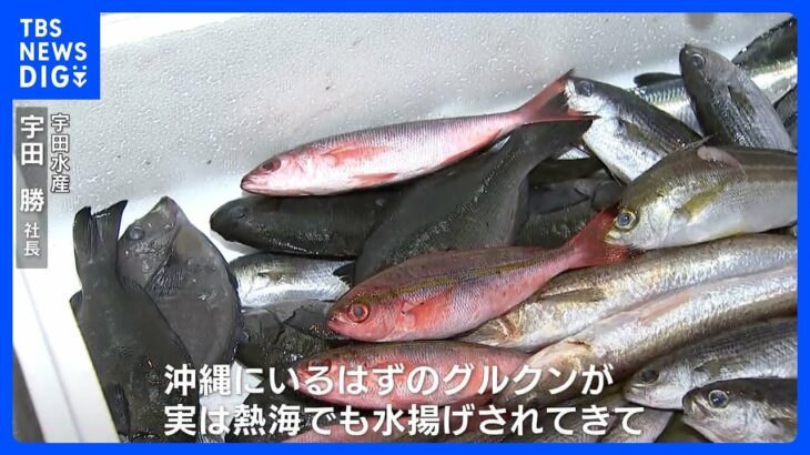 沖縄の魚が伊豆に　海水温の上昇が影響か【現場から、】
