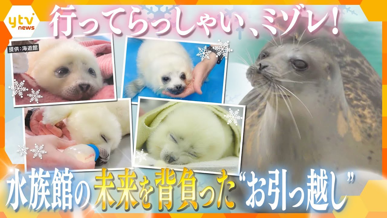 日本初の人工哺育で成長！海遊館の人気もの・ワモンアザラシの「ミゾレ」が、パートナーを求めて、北海道へお引っ越し【かんさい情報ネット ten.特集】