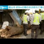 富山市　約9mのヤナギの木が折れて車に接触(2023年11月6日)