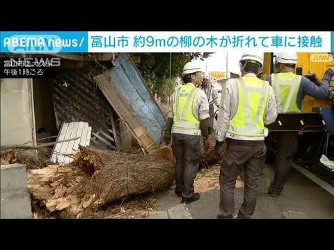 富山市　約9mのヤナギの木が折れて車に接触(2023年11月6日)