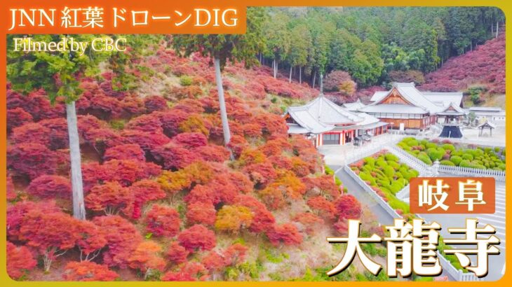 岐阜・大龍寺のドウダンツツジ【JNN 紅葉ドローンDIG 2023】| TBS NEWS DIG