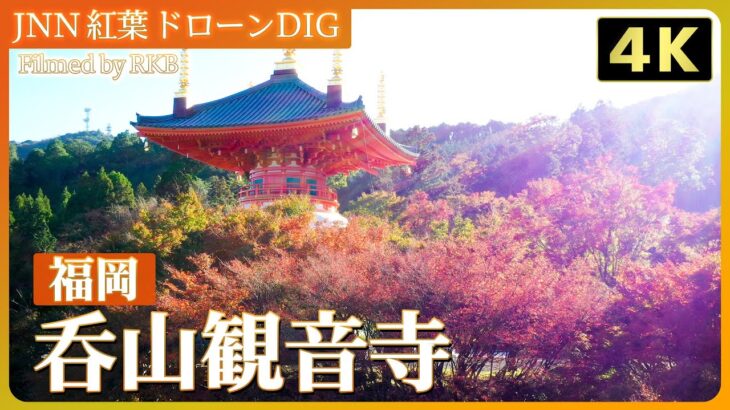 【４K】呑山観音寺  ドウダンツツジと大塔【JNN 紅葉ドローンDIG 2023】| TBS NEWS DIG