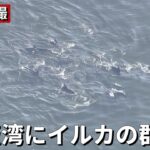 【空撮LIVE】大阪湾にイルカの群れ　【読売テレビニュース】