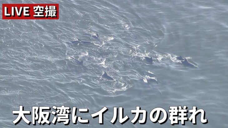 【空撮LIVE】大阪湾にイルカの群れ　【読売テレビニュース】