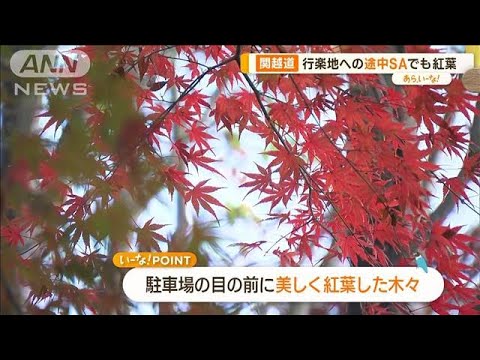 高速SAで楽しむ紅葉＆グルメ…足湯も！　秋の行楽シーズンおすすめ【あらいーな】(2023年11月23日)