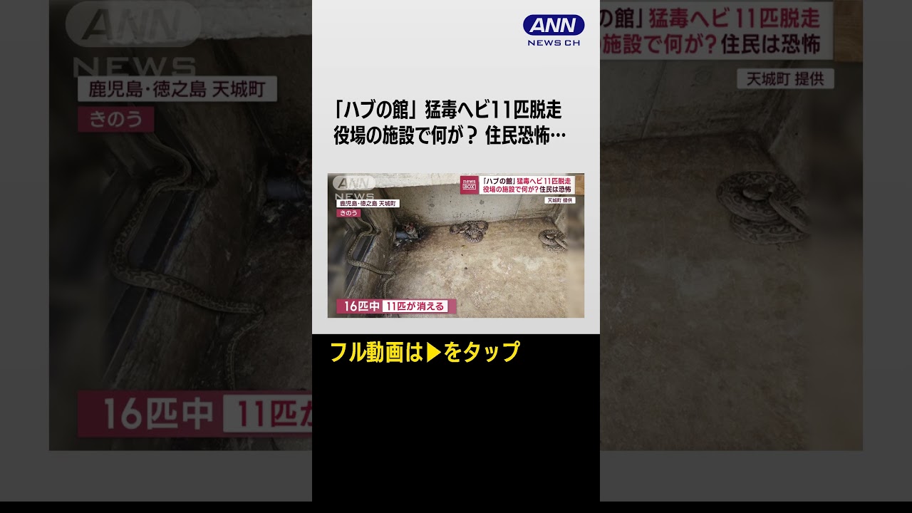 #shorts  「ハブの館」で猛毒ヘビ11匹脱走　役場の施設で何が　住民恐怖…