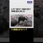 #shorts ヒグマ“激やせ”緊迫の北海道　記録的不漁 市街地に出没相次ぐ