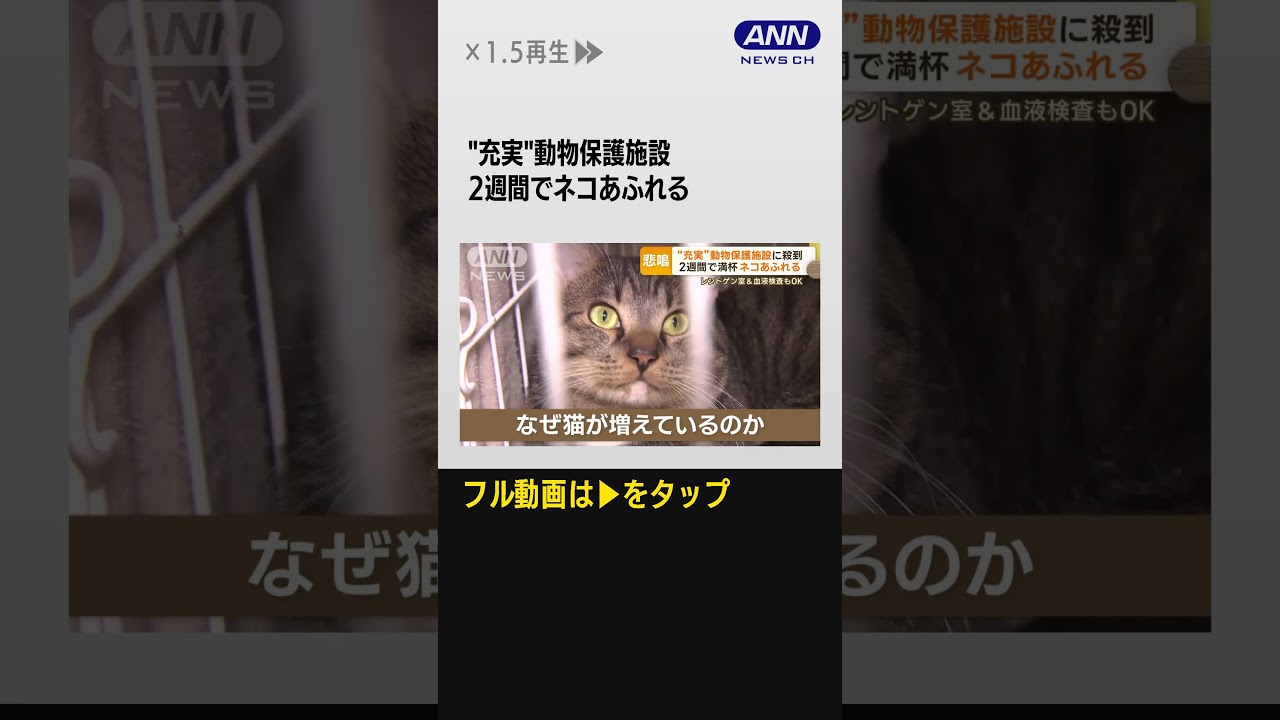 #shorts 充実の動物保護施設 スタート2週間でネコあふれ…イヌの部屋まで SNSで“推し猫”PR