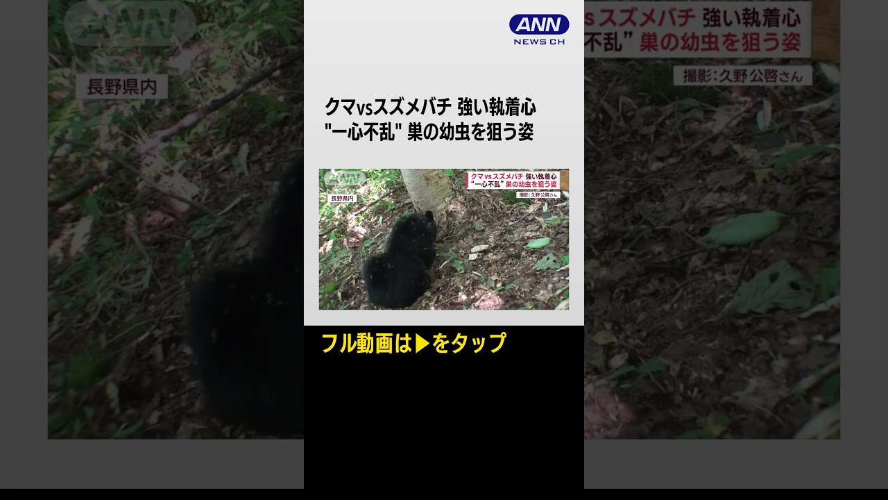 #shorts  高さ2mの“ハチミツ”狙い…脅威の執着心“エサ求め”あの手この手一部始終